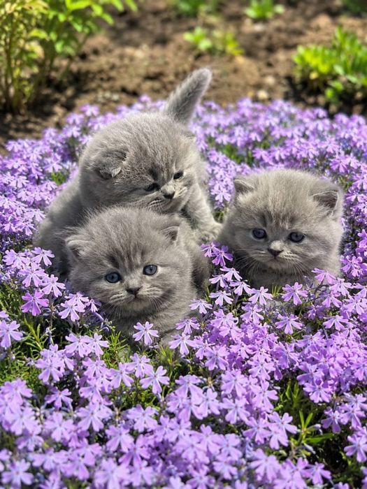Шотланські котята