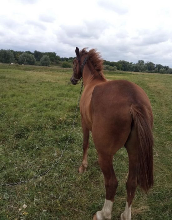 Продам 2 коня срочно!!!