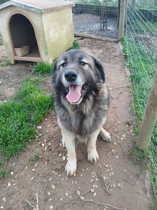 Cão serra da estrela, cor fulva