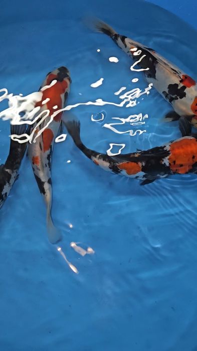 Carpas Koi - Doitsu Showa