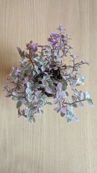 Кімнатні рослини