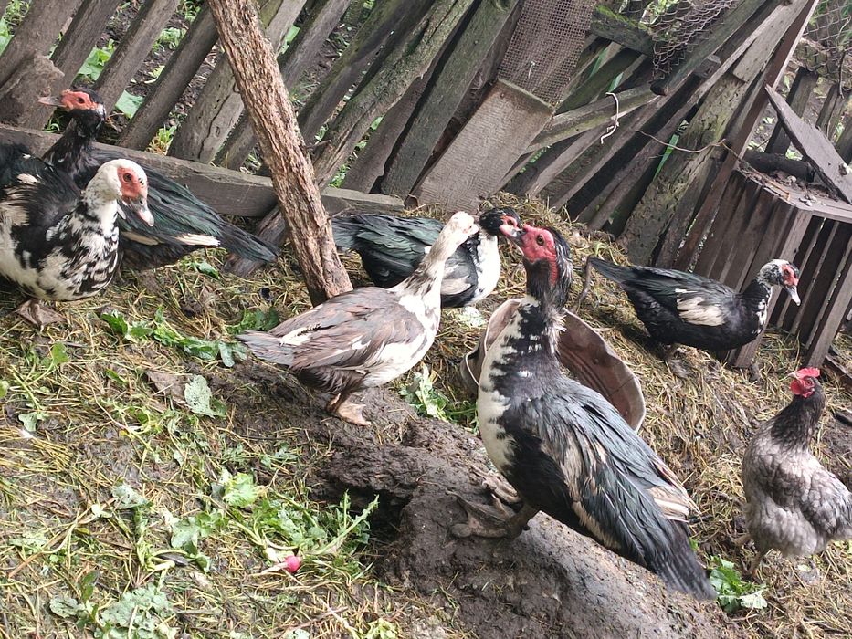 Качки 5штук  1 качур