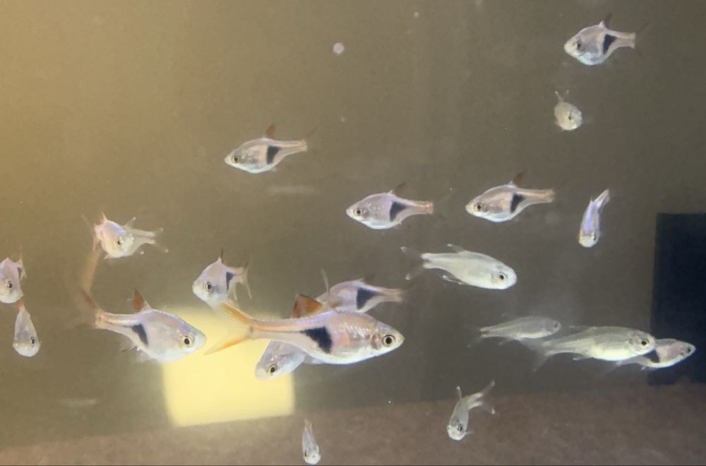 Різні види рибок, акваріуми, керамічні декорації