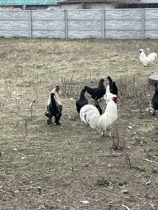 Koguty kury zwierzęta na dalszy chów