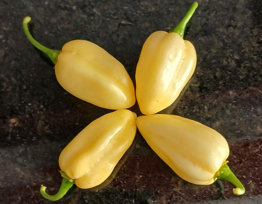 Sementes Pimentas Nucleares,OFERTA Portes Envio