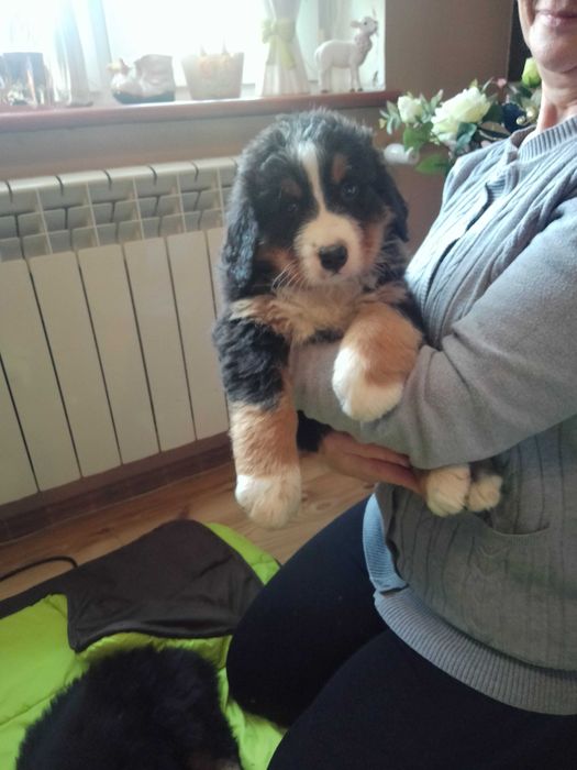 Sczeniaki Bernenski Pies Pasterski