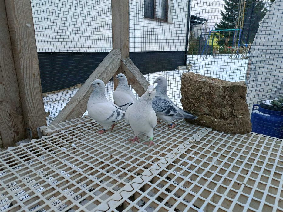 Gołębie standard standardy