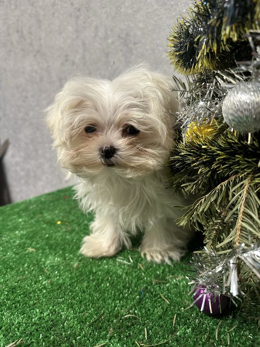 Щенок мальтийской болонки