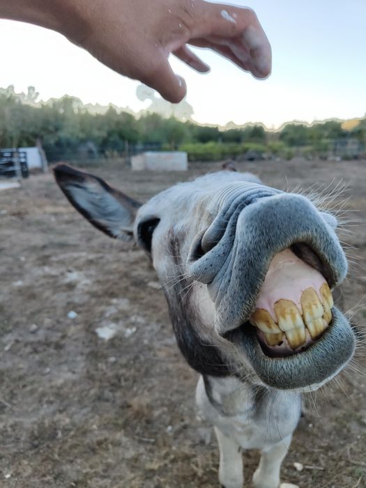 Burro raça Cruz Cristo