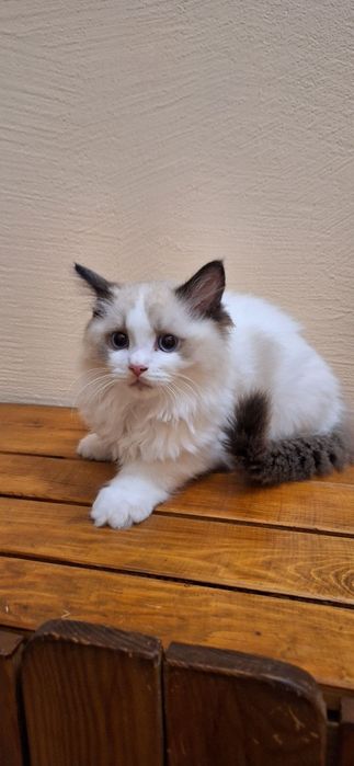 Ragdoll kotka  3 miesięczna