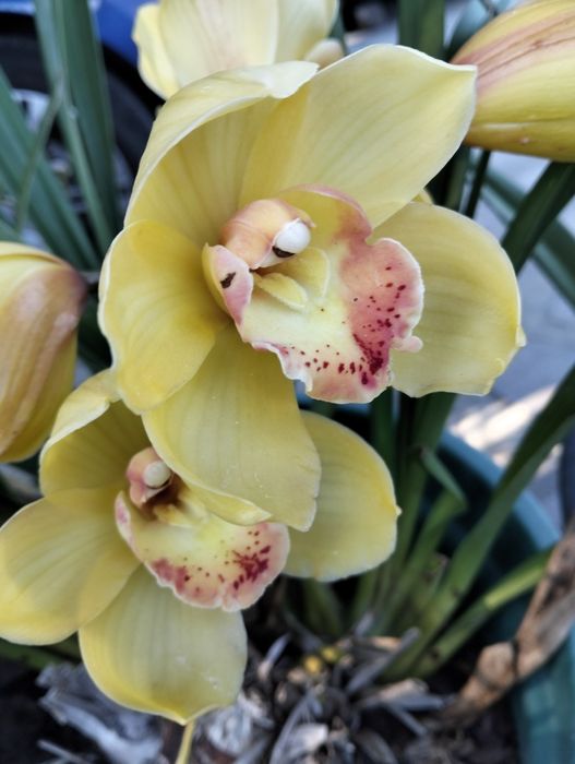 Orquídeas e suculentas