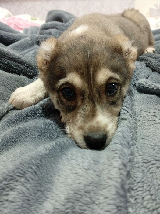 Продам щенков Аллабая