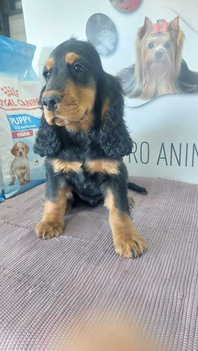 Cachorro Cocker Spaniel Inglês com LOP