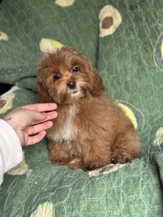 Мальтіпу хлопчик ред браун міні мікро тікап 2,5 кг