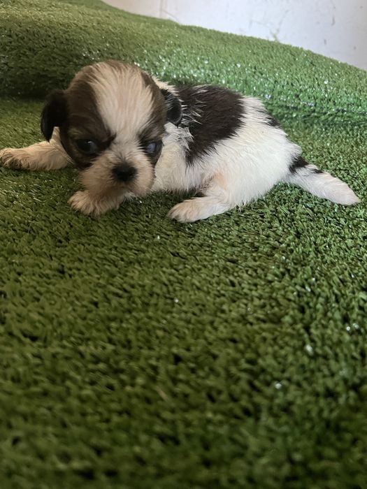 Shi-tzu excelente  macho pequenino