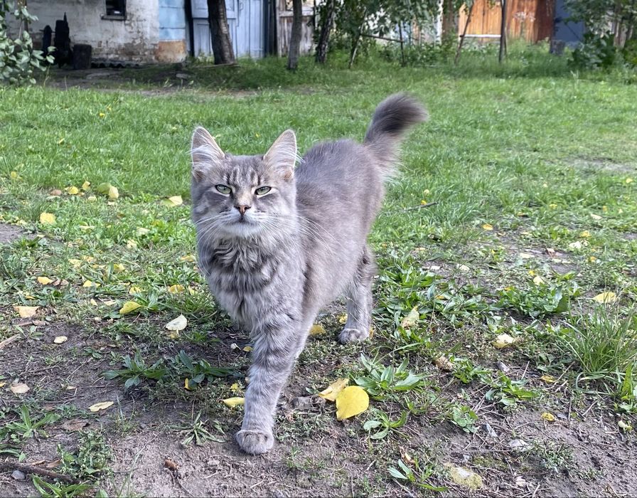 Котик в добрі руки, гарні кошенята, 8місяців