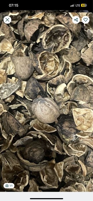 Sprzedam lupiny orzecha wloskiego