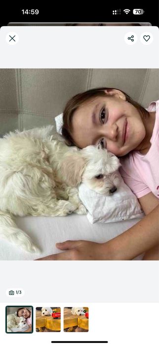 ;Гарні мальтипу ф1.,