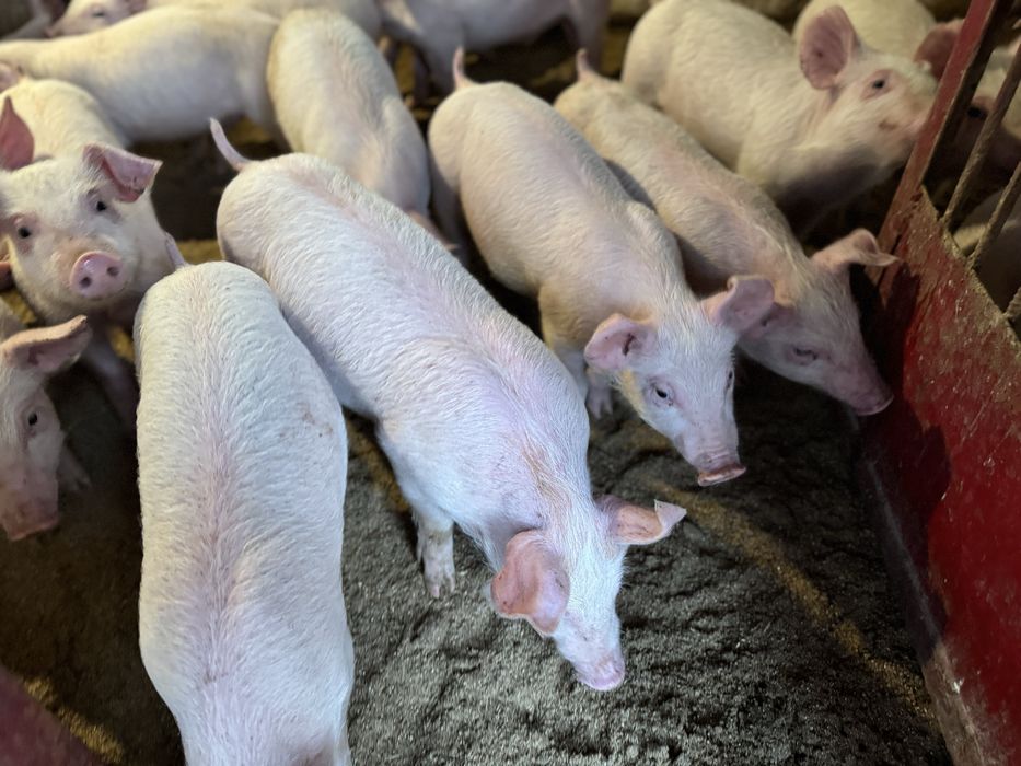 Продам поросят трьохлінійний гібрид