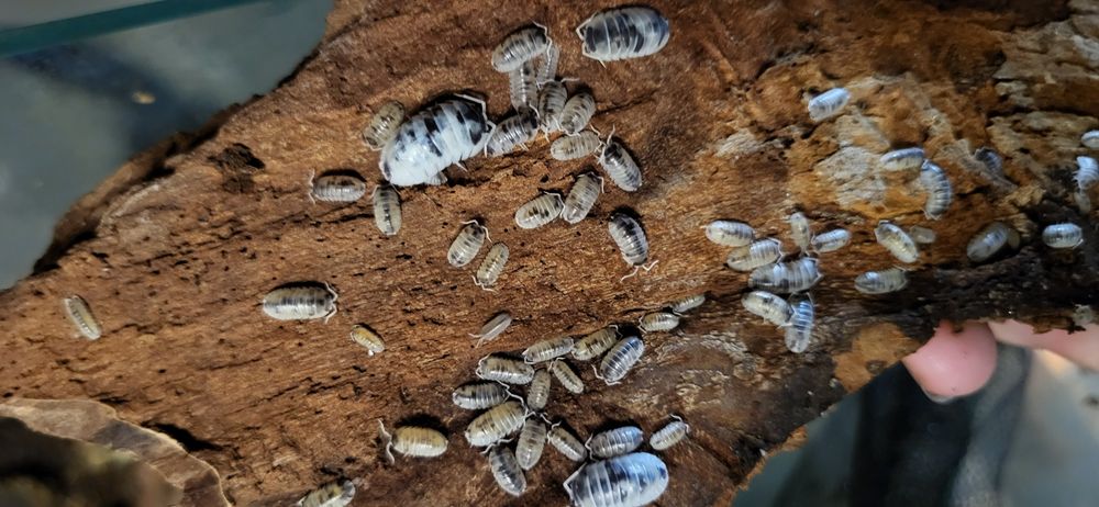 Isopody Armadillidium nasatum Dalmatian 10x