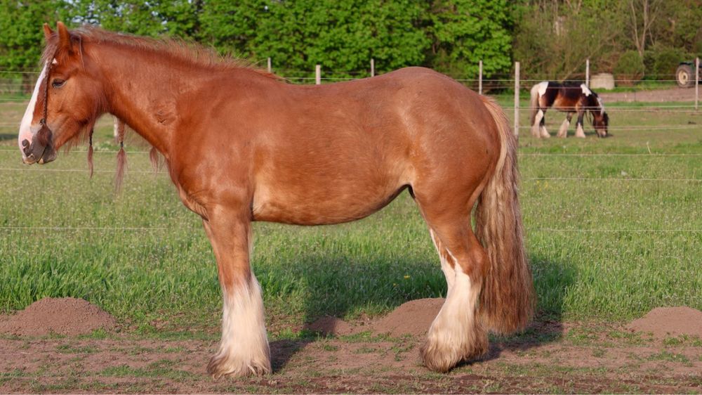 Ogierek Tinker