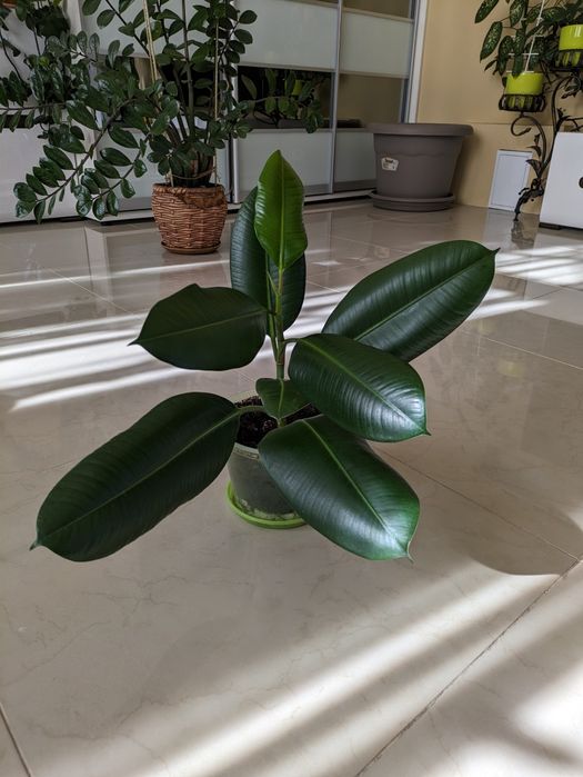 Продам фикус Каучуконосный