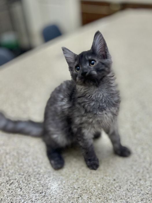 Метис шикарного окраса