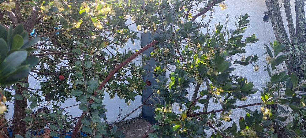 Horta com diversas árvores de fruto, armazéns e poço de água