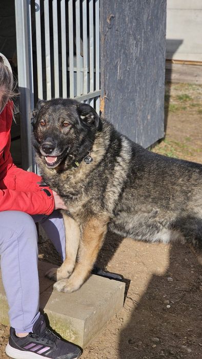 Podaruj suni czekającej na dom połowę swego życia