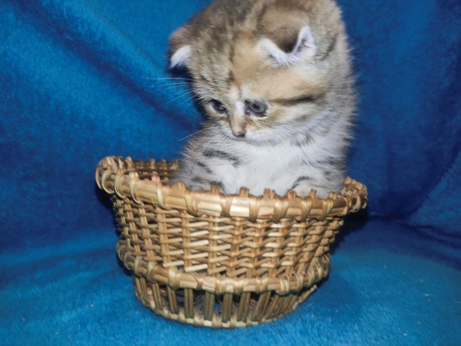 Маленький антістресік чекає на родину