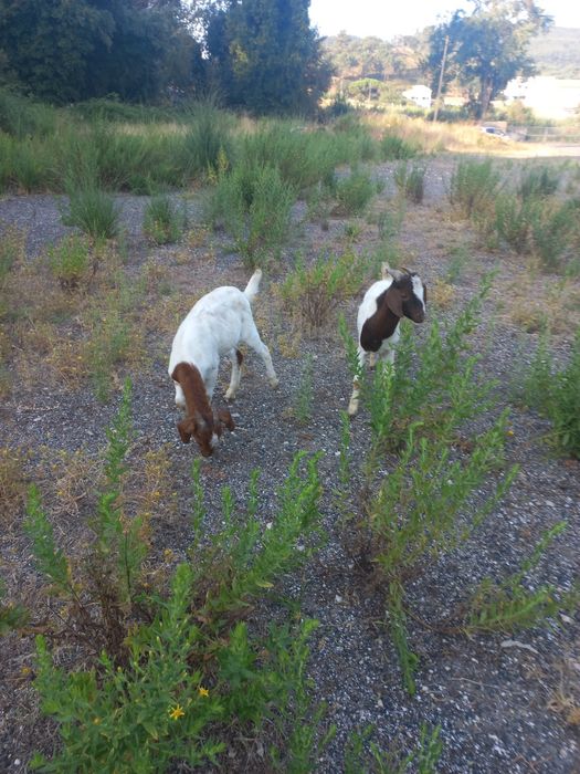 Vendo casal cabritos Boer.  4 cabras e um chibo também Boer xcelente gen ética  com idade 5meses