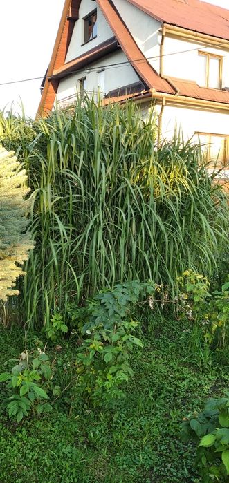 Miscant olbrzymi - karpy