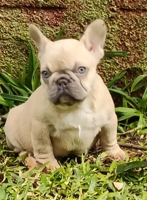 Bulldog Francês Lilac Fawn