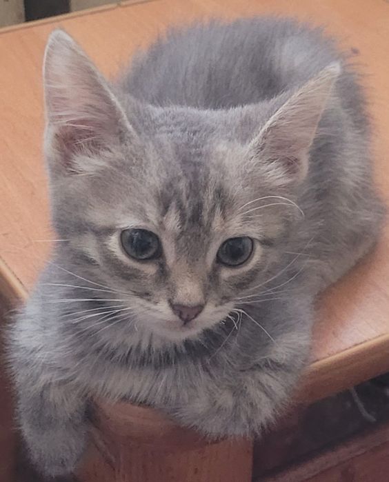 Котики в добрі люблячі руки, віддам котики, гарні, розумні