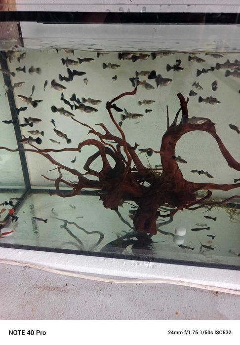 Gupik moskiewski atramentowy