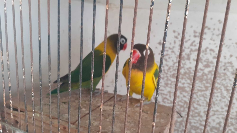 Agapornis personata  casal