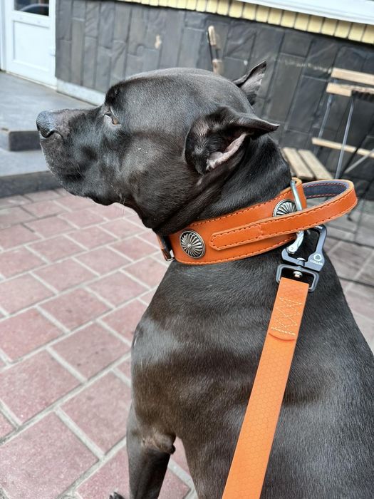 Нашийник на собак