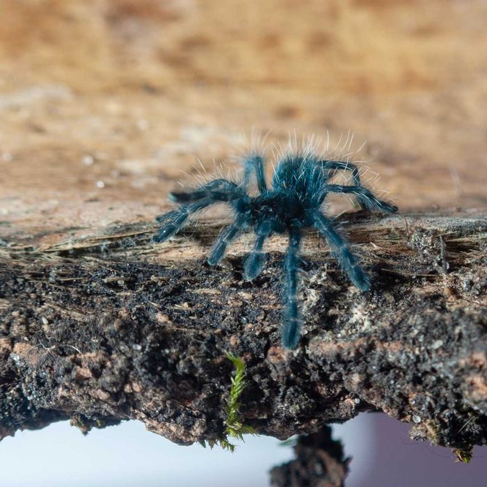 Ptasznik wielobarwny - Caribena versicolor - Karaibka wielobarwna