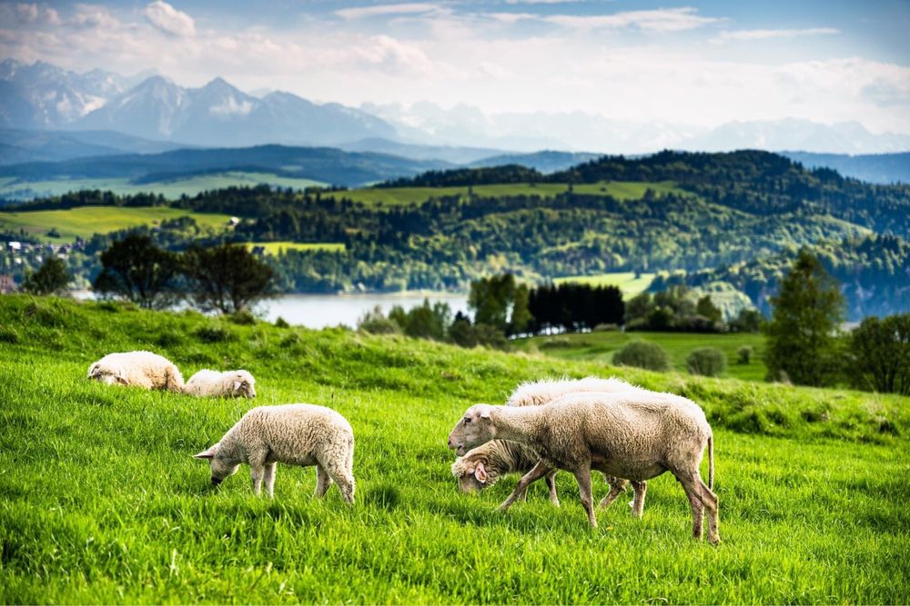 Dom, sauna, nocleg w gorach, apartamenty, pokoje z widokiem na gory