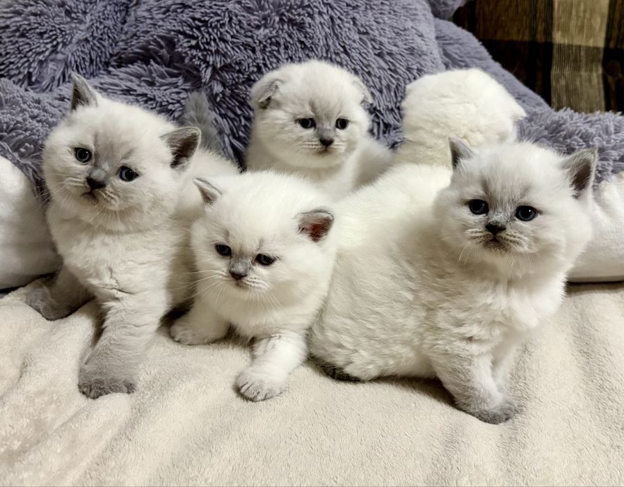 Чудові малюки хлопчики