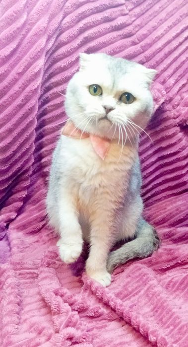 Шотландская серебристая шиншилла кошечка