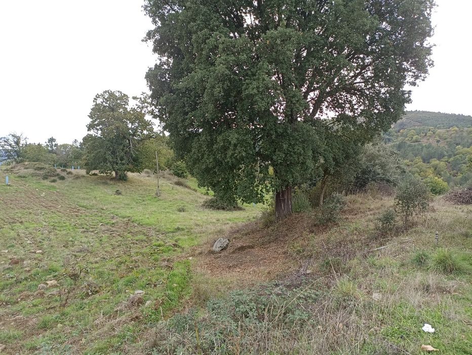 Terrenos com castanheiros e oliveiras