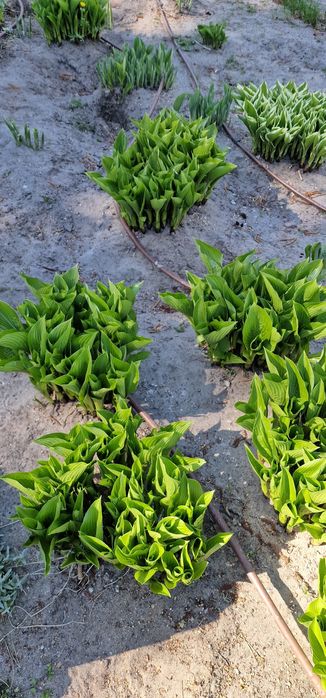 Hosta piekna dużą sadzonka dostepne rownoez rozchodniki i paprocie