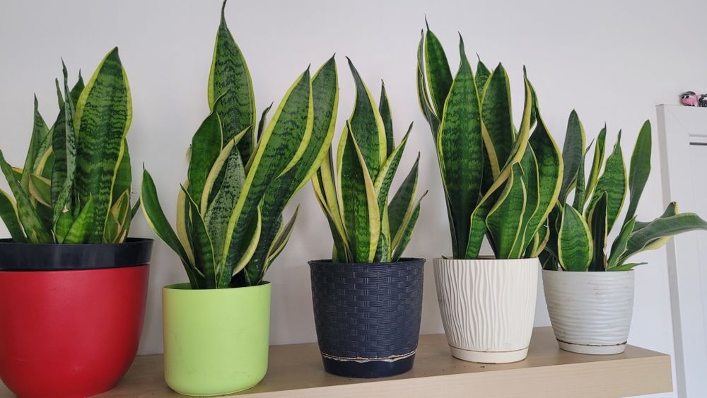 Duże kwiaty doniczkowe