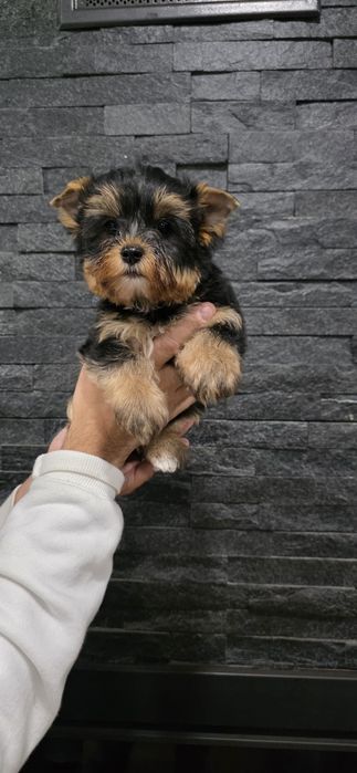 Yorkshire Terrier Fêmea
