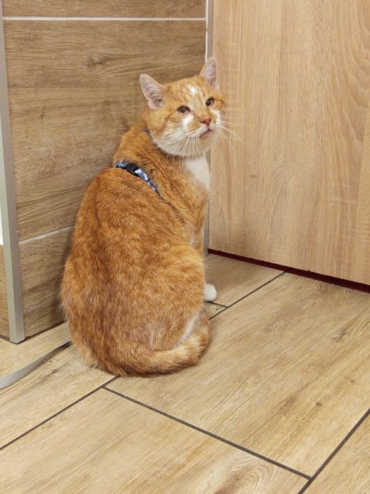 Kotek Mikuś szuka domu