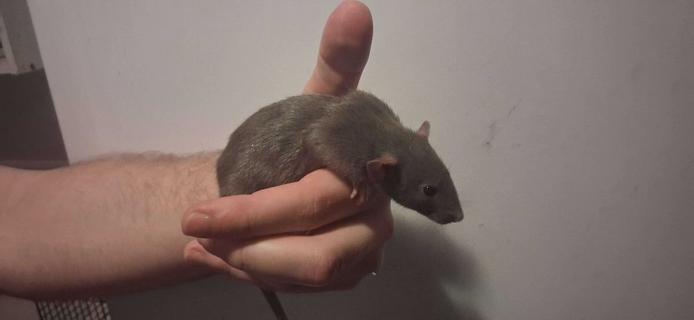 Szczury... Szczurki Dumbo.