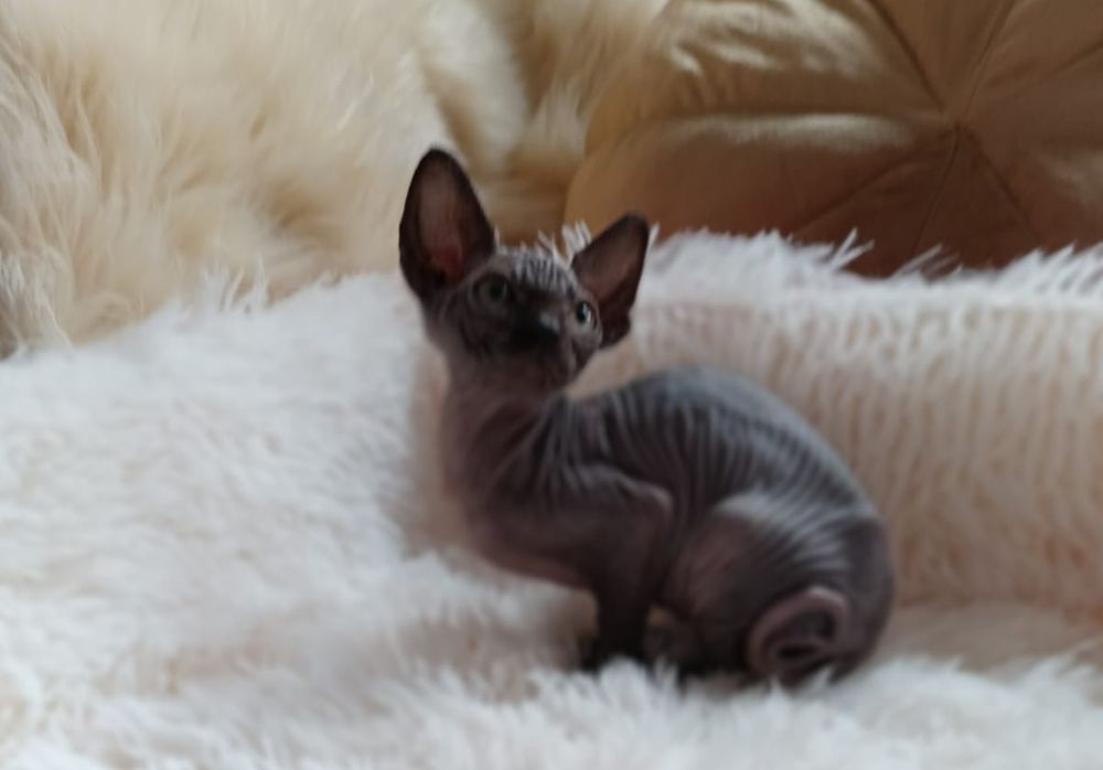 Dżamilla sphinx canadyjski rodowód