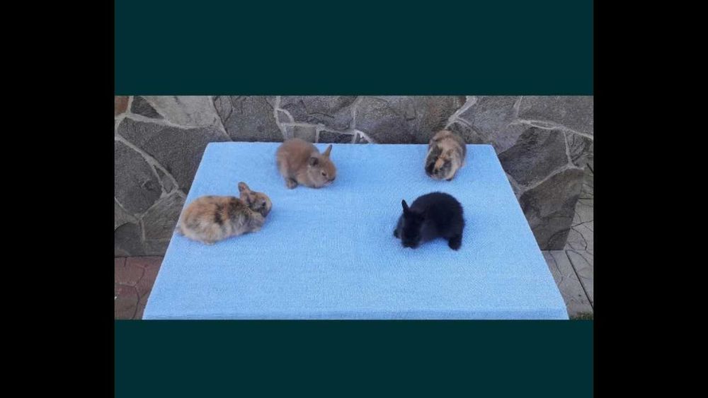 Декоративні кролики