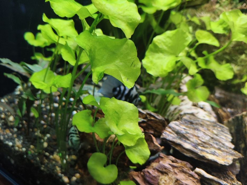 Pielęgnice blue Tiger